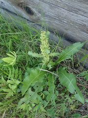 Rumex longifolius