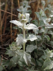 Brickellia nevinii