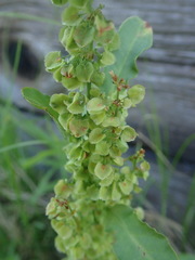 Rumex longifolius