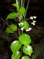 Begonia glabra
