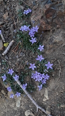 Campanula scabrella