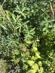 Delphinium nuttallii