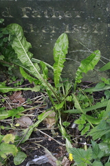 Taraxacum officinale