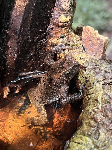 Veragua Toad, Rhinella veraguensis