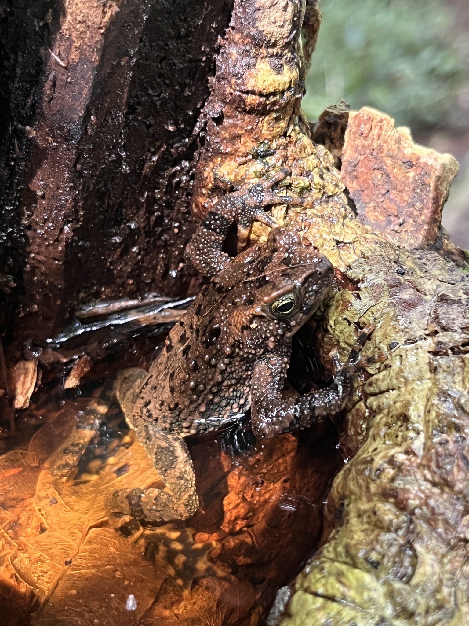 Veragua Toad photo 7