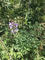 Delphinium nuttallii