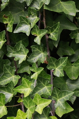 Hedera helix