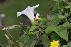 Calystegia silvatica