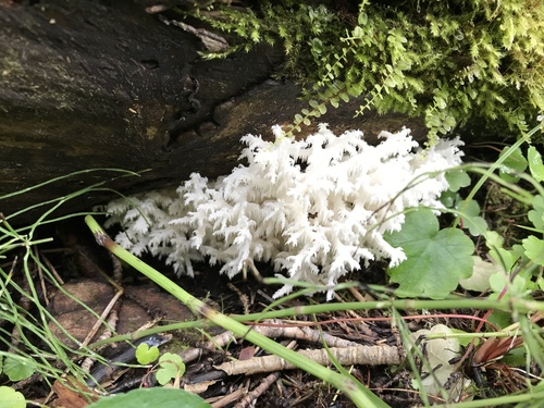 Coral tooth fungus
