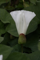 Calystegia silvatica