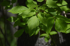 Uosialapis klevas