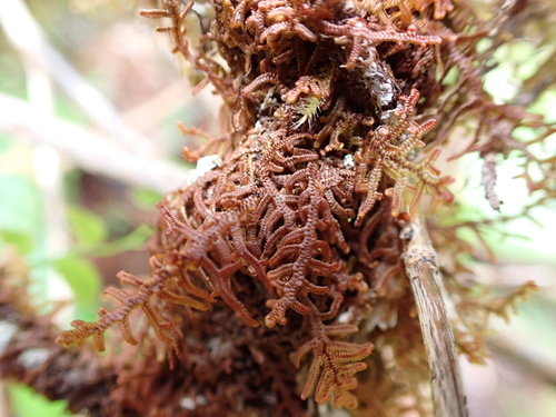 Image of Frullania nisquallensis by (c) Sean Vanderluit, some rights reserved (CC BY)