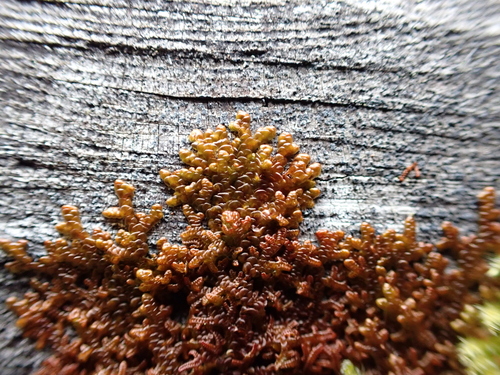 Image of Frullania nisquallensis by (c) Sean Vanderluit, some rights reserved (CC BY)