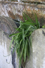 Plantago lanceolata