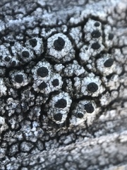 Pseudothelomma occidentale