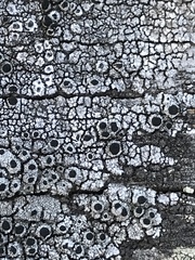 Pseudothelomma occidentale