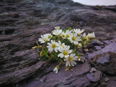 Cerastium uniflorum