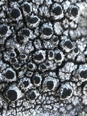 Pseudothelomma occidentale