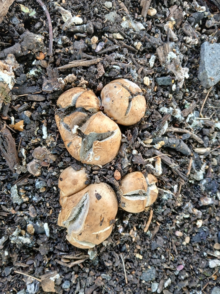 Scleroderma bovista · April 2025 · photo: © bigfarma2017 (iNaturalist, cc-by)