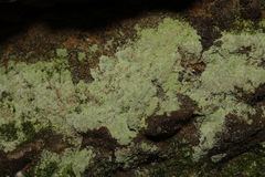 Fungi