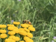 Apis mellifera
