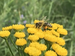 Apis mellifera