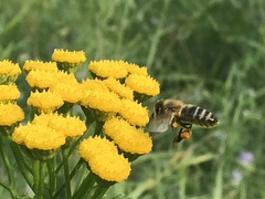 Apis mellifera