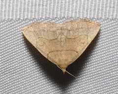 Zanclognatha pedipilalis