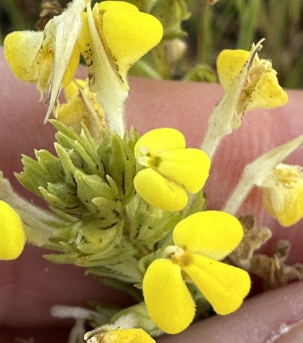 Image of Triphysaria versicolor by (c) Barbara Banfield, some rights reserved (CC BY)