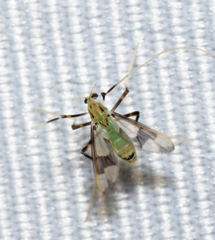 Stenochironomus hilaris
