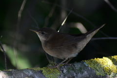 Locustella luscinioides