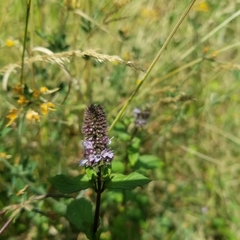 Mentha × piperita