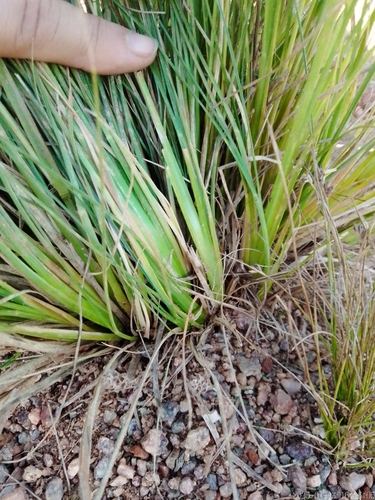 Fan Love Grass (Eragrostis plana)