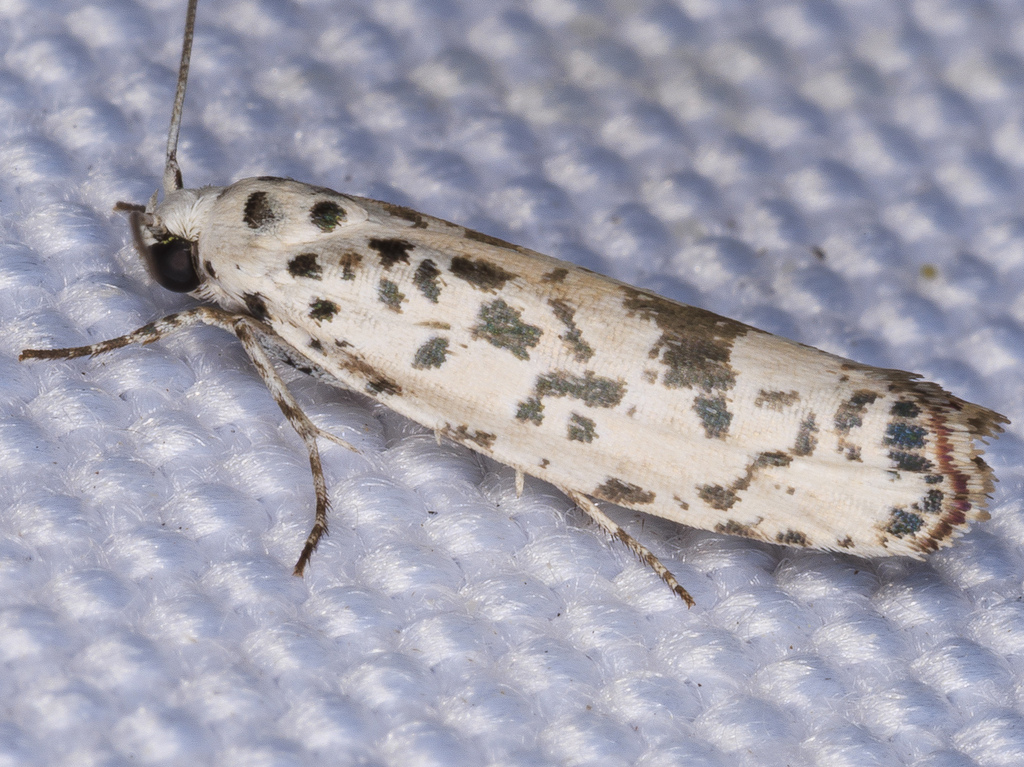 Ethmia subsimilis