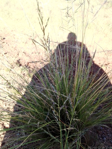 Image of Eragrostis plana by no rights reserved