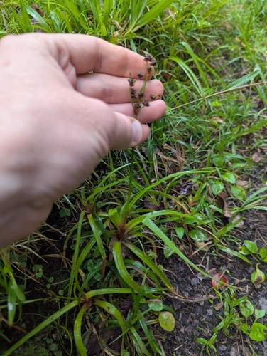 Juncus planifolius observed 2025-03-31