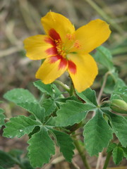 Cochlospermum wrightii