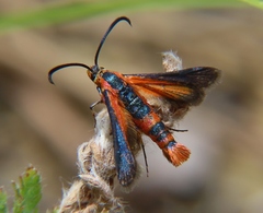 Synanthedon polygoni