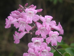Fridericia chica