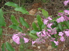 Fridericia chica