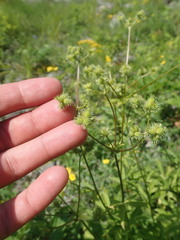Sanicula marilandica image