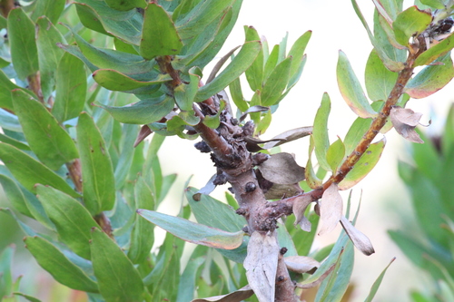Image of Leucospermum gueinzii by (c) Noeleen du Toit, some rights reserved (CC BY-SA)