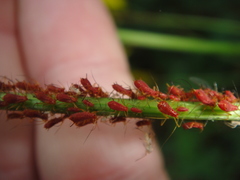 Uroleucon rudbeckiae