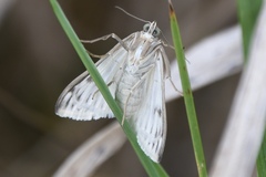 Sitochroa palealis