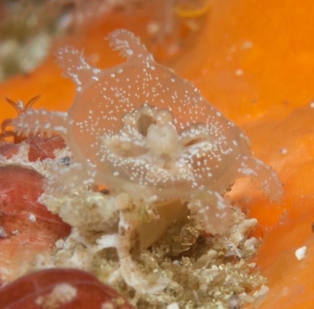 Lipkea ruspoliana