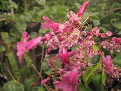 Fridericia patellifera