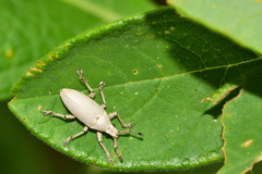 Megalostylus