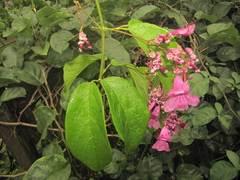 Fridericia patellifera