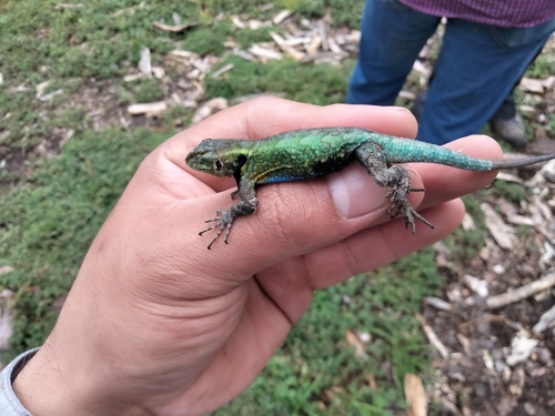 Graphic Spiny Lizard