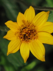 Wedelia acapulcensis